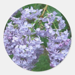 Lilacs for Mother's Day Classic Round Sticker