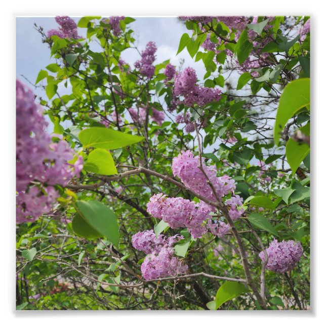 Lilacs in Bloom Photo Print (Front)