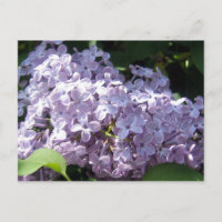 Lilacs in Full Bloom