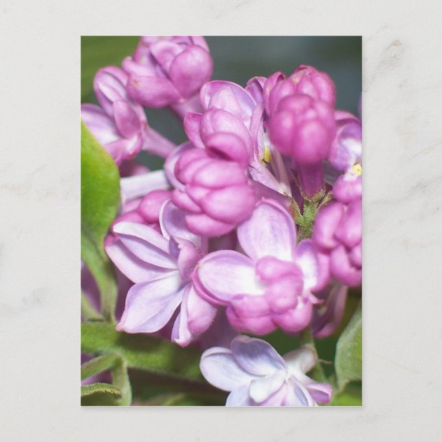 Lilacs in Oregon Postcard (Front)