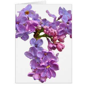 Lilacs in Springtime