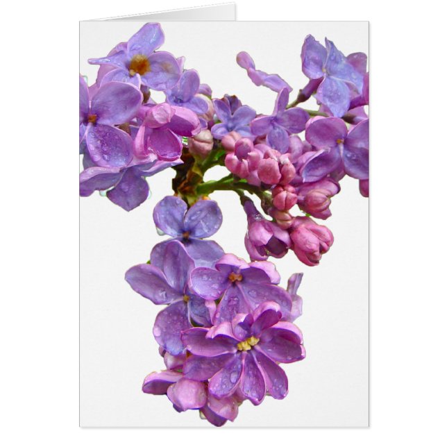 Lilacs in Springtime (Front)