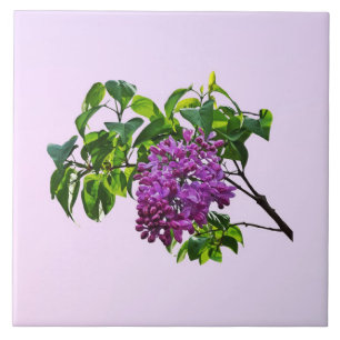 Lilacs Just Opening Tile