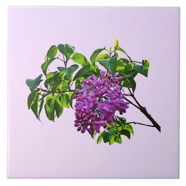 Lilacs Just Opening Tile (Front)