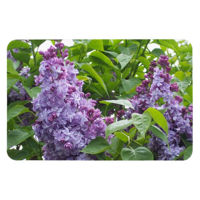 Lilacs Magnet (Horizontal)