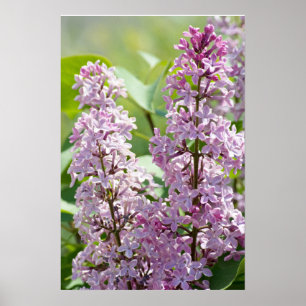 Lilacs P5390 Print