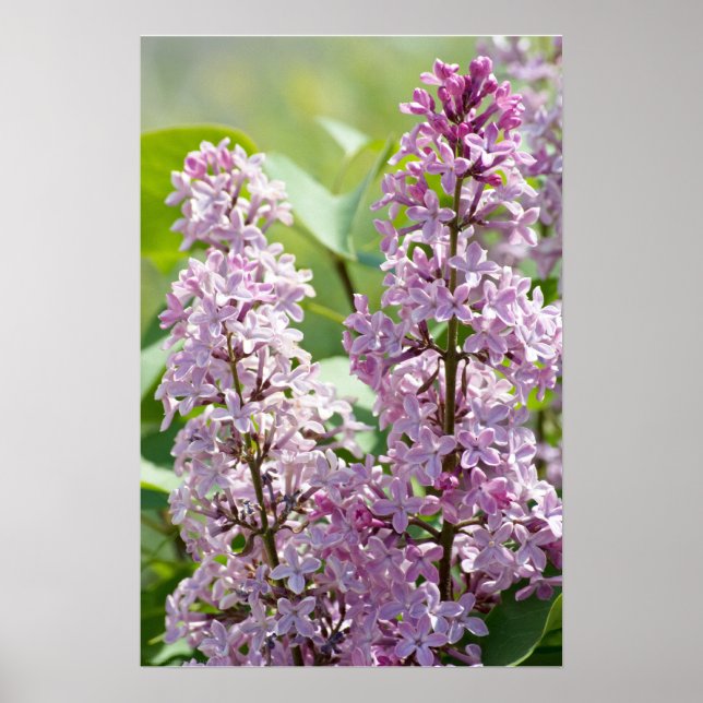 Lilacs P5390 Print (Front)