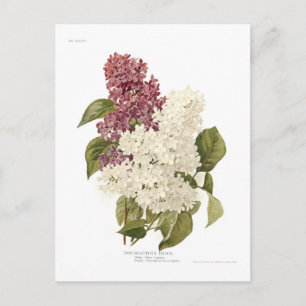Lilacs Postcard
