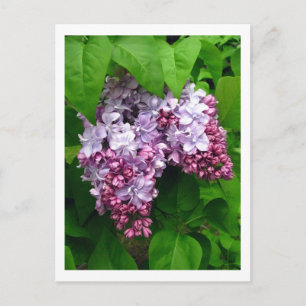 Lilacs Postcard