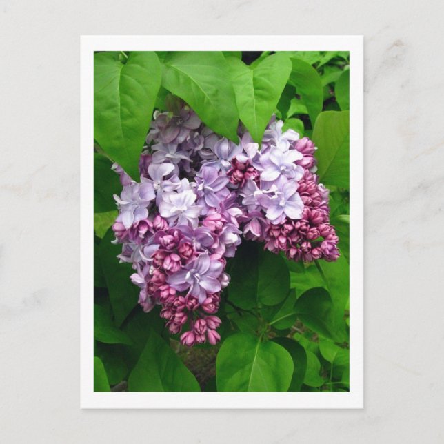 Lilacs Postcard (Front)
