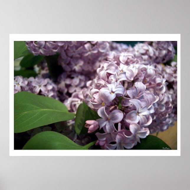 Lilacs Poster (Front)