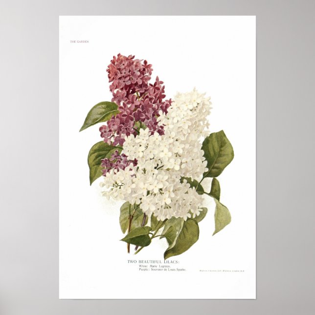 Lilacs Poster (Front)