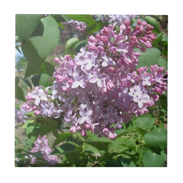 Lilacs Tile (Front)