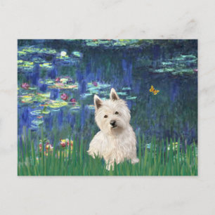 Lilies 5 - Westie 1 Postcard