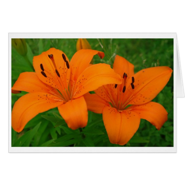 Lilies Card (Front Horizontal)