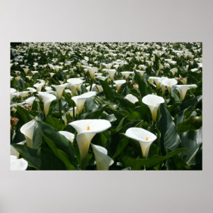 Lilies growing at Calla Lily Plantation, Taiwan Poster