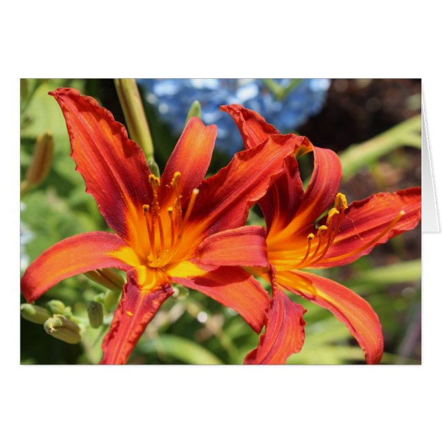 Lilies in bloom (Front Horizontal)