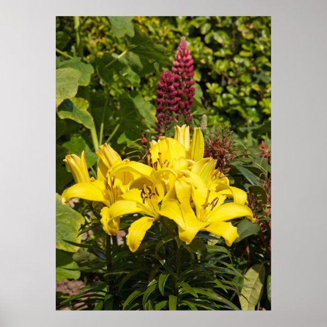 Lilies in the garden. poster (Front)