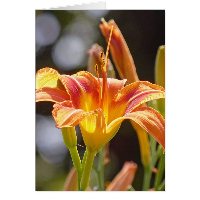 Lilies in the Sunshine (Front)
