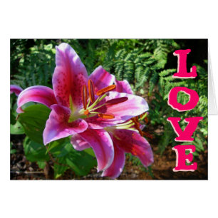 Lilies of Love