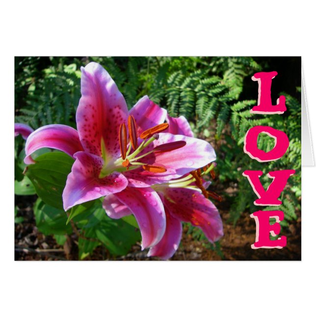 Lilies of Love (Front Horizontal)