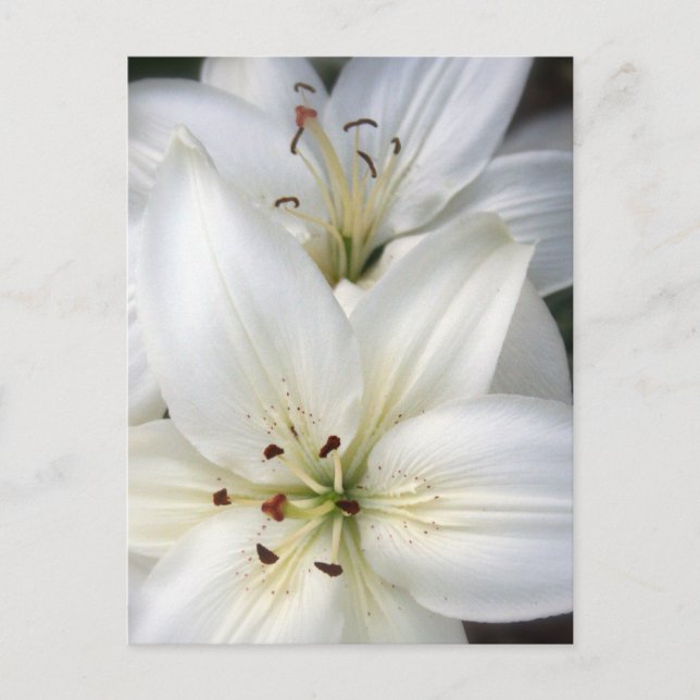 Lilies Postcard (Front)