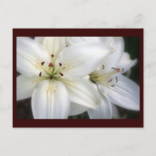 Lilies Postcard