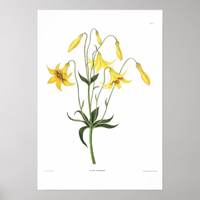Lilium canadense poster (Front)