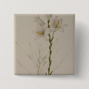 Lilium Candidum, from `Les Liliacees', 1807 15 Cm Square Badge