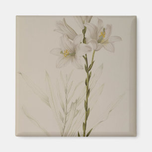 Lilium Candidum, from `Les Liliacees', 1807 Magnet