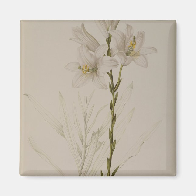 Lilium Candidum, from `Les Liliacees', 1807 Magnet (Front)