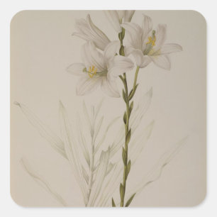 Lilium Candidum, from `Les Liliacees', 1807 Square Sticker
