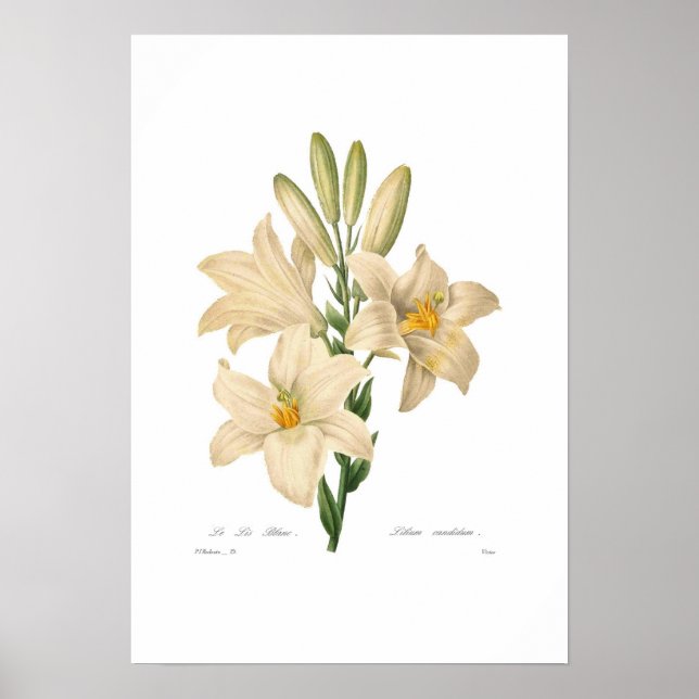Lilium candidum poster (Front)