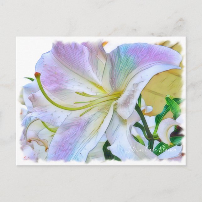 Lilium ‘Casa Blanca’  [Postcard] ポストカード Postcard (Front)