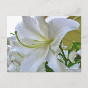 Lilium ‘Casa Blanca’  [Postcard] ポストカード Postcard