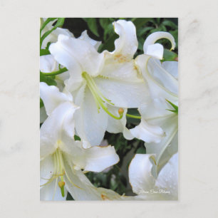 Lilium ‘Casa Blanca’  [Postcard] ポストカード Postcard