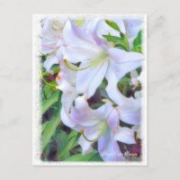 Lilium ‘Casa Blanca’  [Postcard] ポストカード