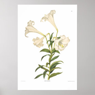 Lilium longiflorum poster