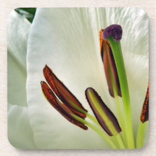Lilium Oriental White Coaster