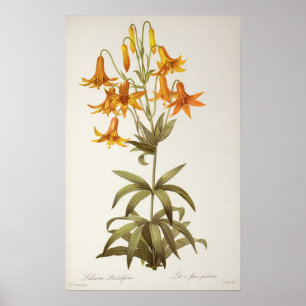 Lilium Penduliflorum, from `Les Liliacees', 1811 Poster