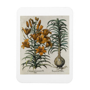 Lilium purpureum mauis Do danei and Scapus cum bul Magnet