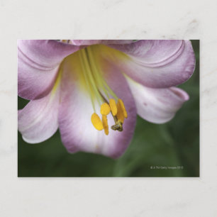 Lilium regale is a trumpet flowered lily, native postcard