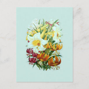Lilium species postcard