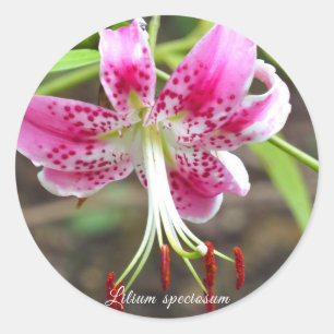 Lilium speciosum [Round Seal] ラウンドシール Classic Round Sticker