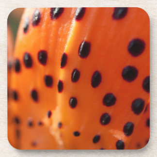 Lilium superbum, Turk's-cap Lily  Coaster