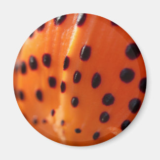 Lilium superbum, Turk's-cap Lily Magnet