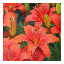 Lillies Photograph