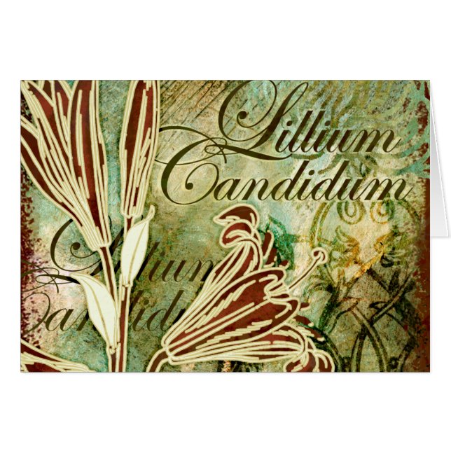 Lillium Candidum (Front Horizontal)