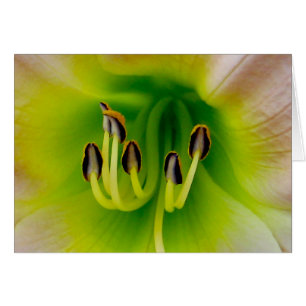 Lilly