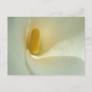 Lilly Centre Postcard